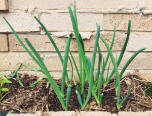 Read more about the article Green Onions Regrow?!